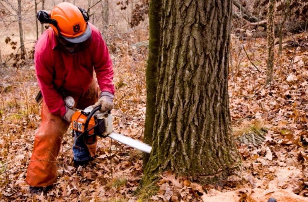 Photo of Union Tree Experts