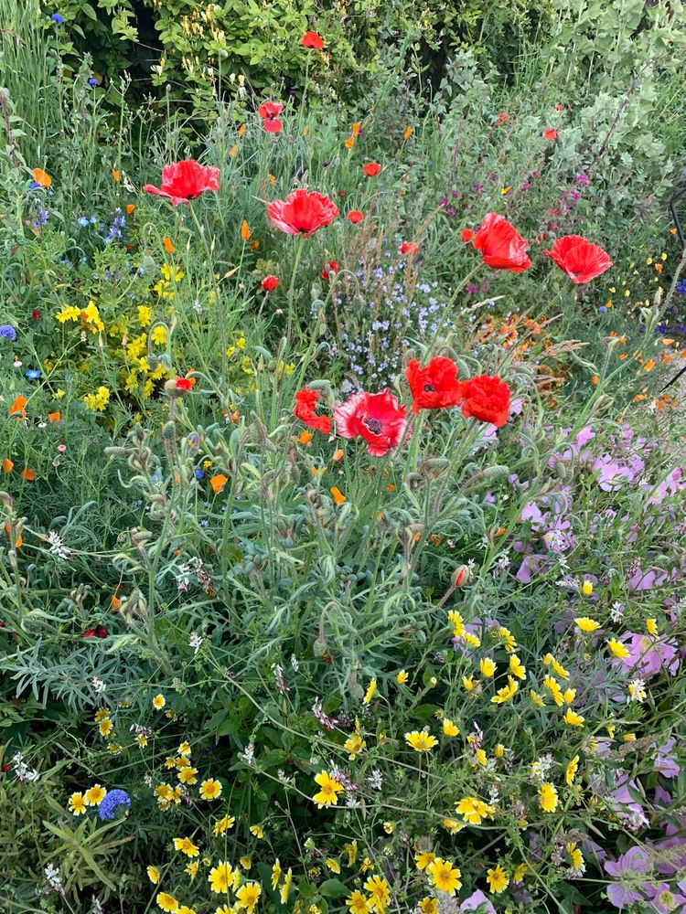 Photo of Mariposa Gardening & Design