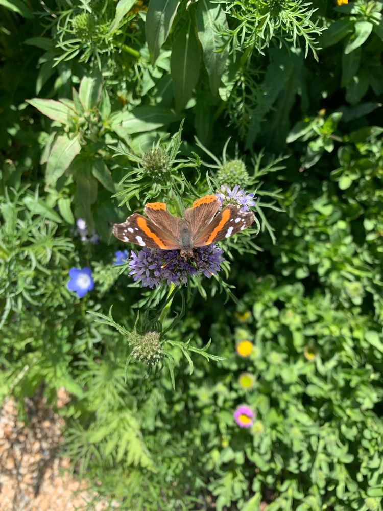 Photo of Mariposa Gardening & Design