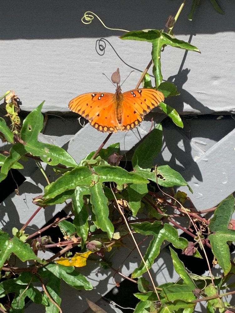 Photo of Mariposa Gardening & Design