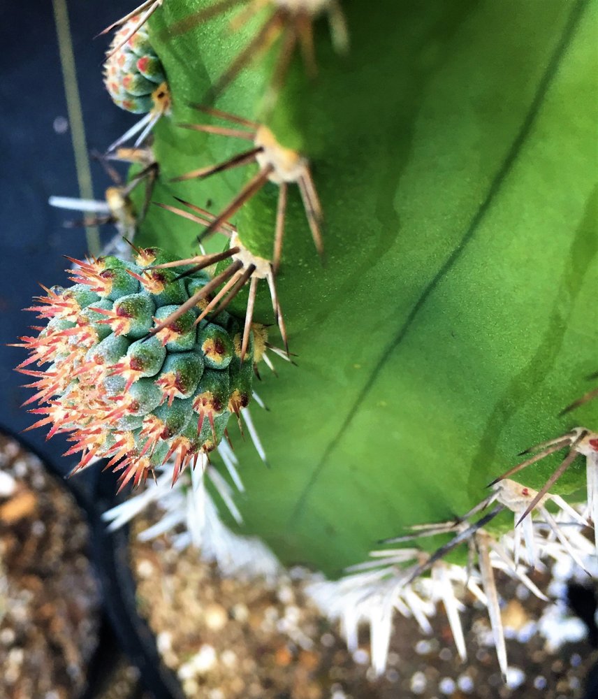 Photo of The Cactus King