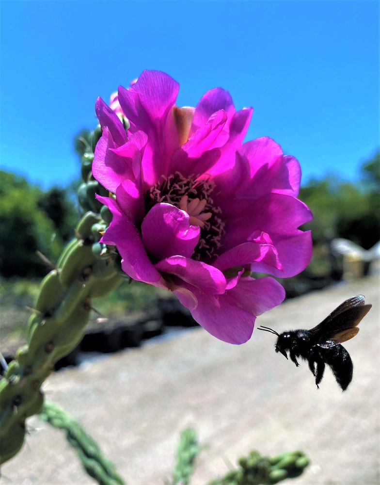 Photo of The Cactus King