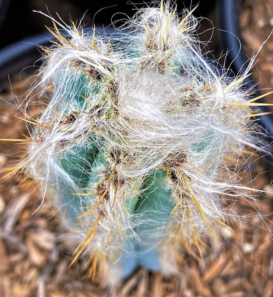 Photo of The Cactus King