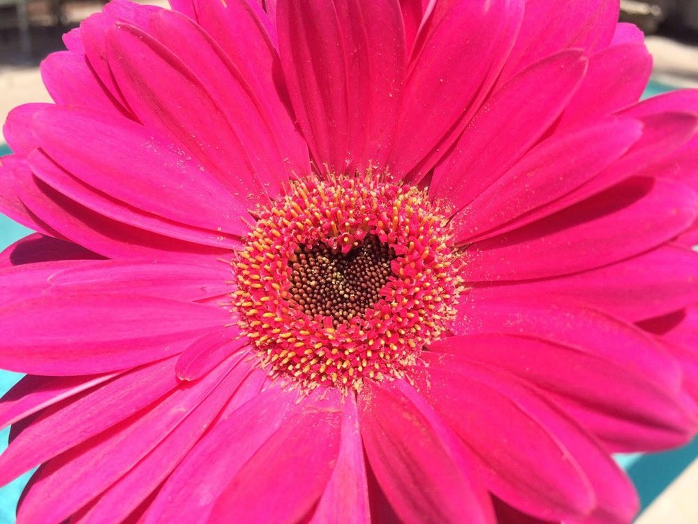 Photo of Aztec Flower Market