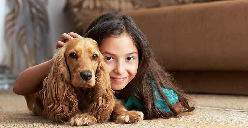 Photo of Safe-Dry Carpet Cleaning of Arlington