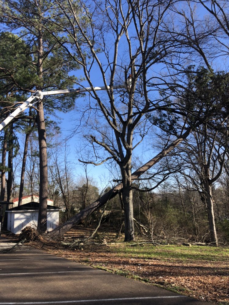 Photo of Addison Tree Care
