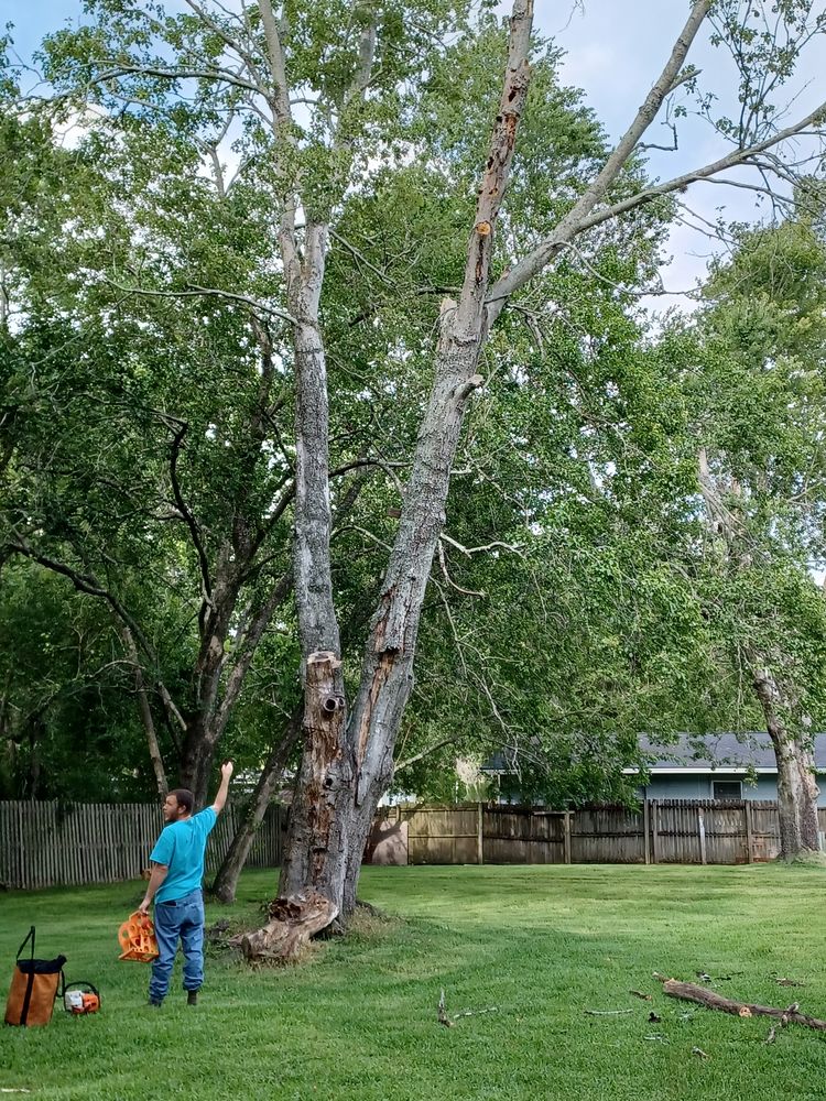 Photo of Jenkins Tree Service
