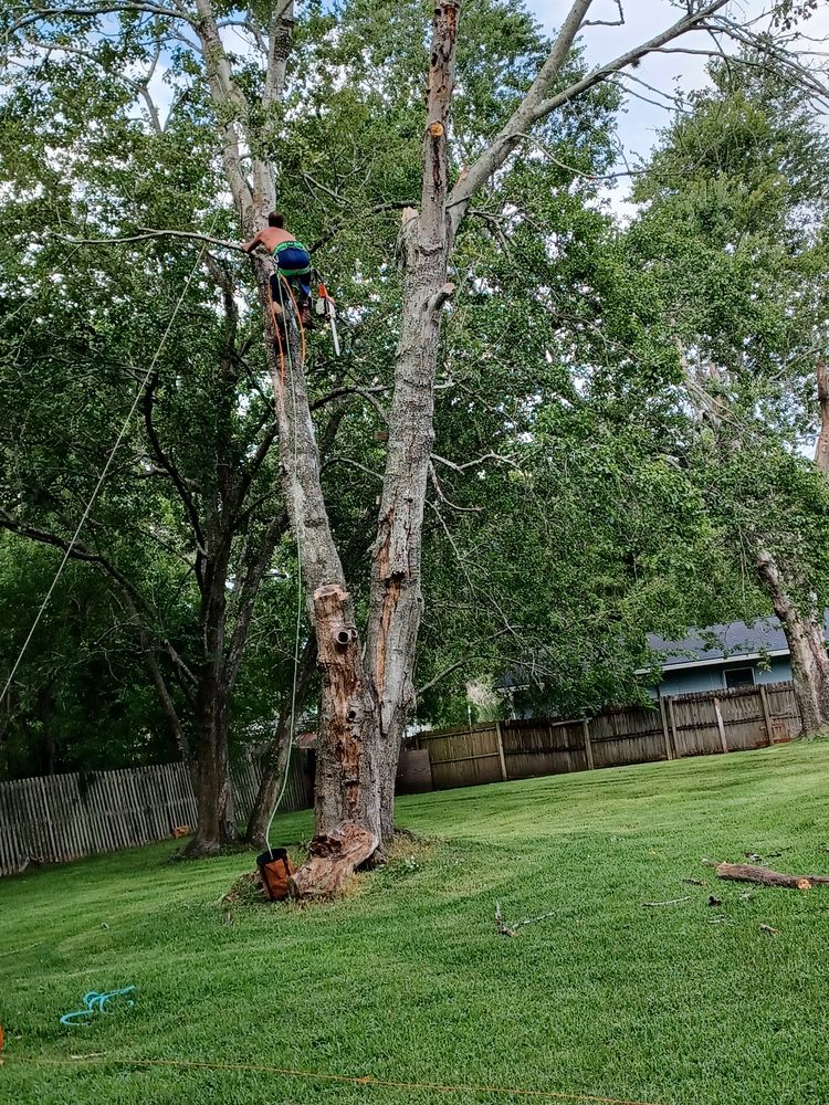 Photo of Jenkins Tree Service
