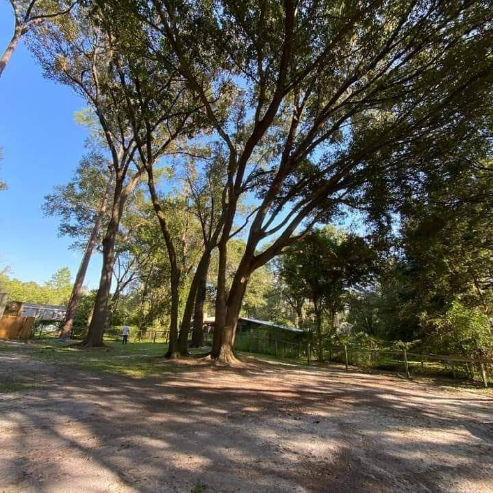 Photo of Jenkins Tree Service