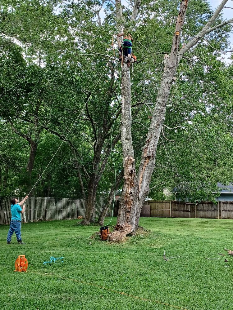 Photo of Jenkins Tree Service