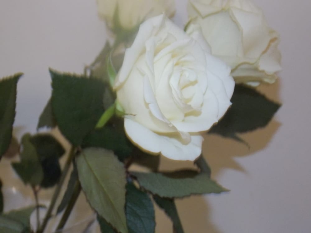 Photo of Blessed & Blissful Designs and Events