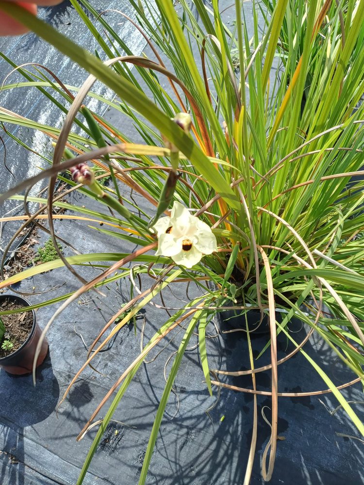 Photo of Hickory Creek Nursery & Landscaping