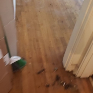 Photo of Great Cleaning Services , GCS LLC