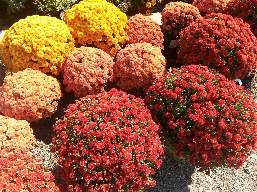 Photo of Jerry's Nursery & Landscaping
