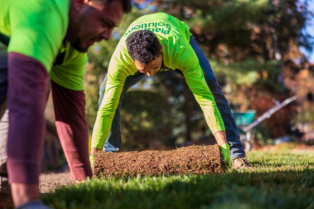 Photo of Plant Solutions Tree and Lawn Care Service