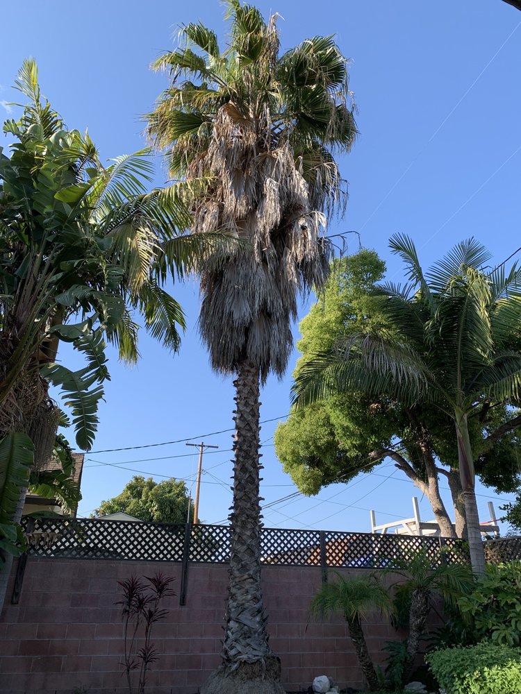 Photo of Jimmie's Tree Service