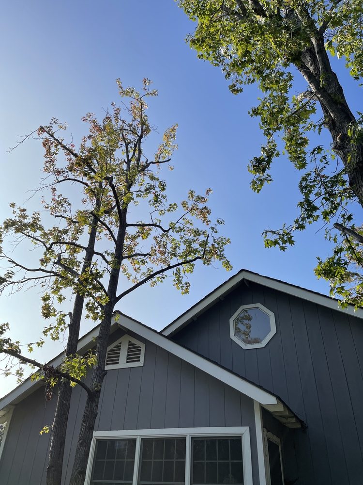 Photo of Jimmie's Tree Service