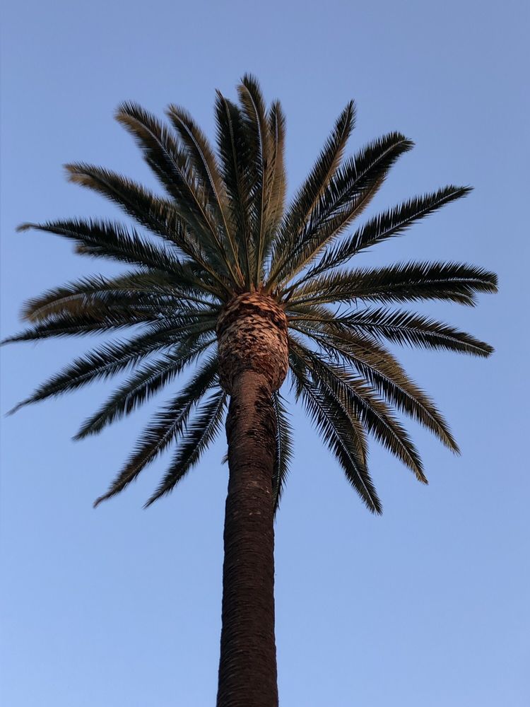 Photo of Jimmie's Tree Service