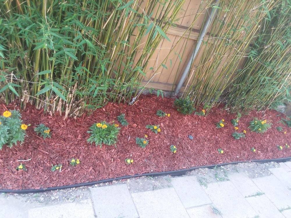 Photo of A Fox in the Garden