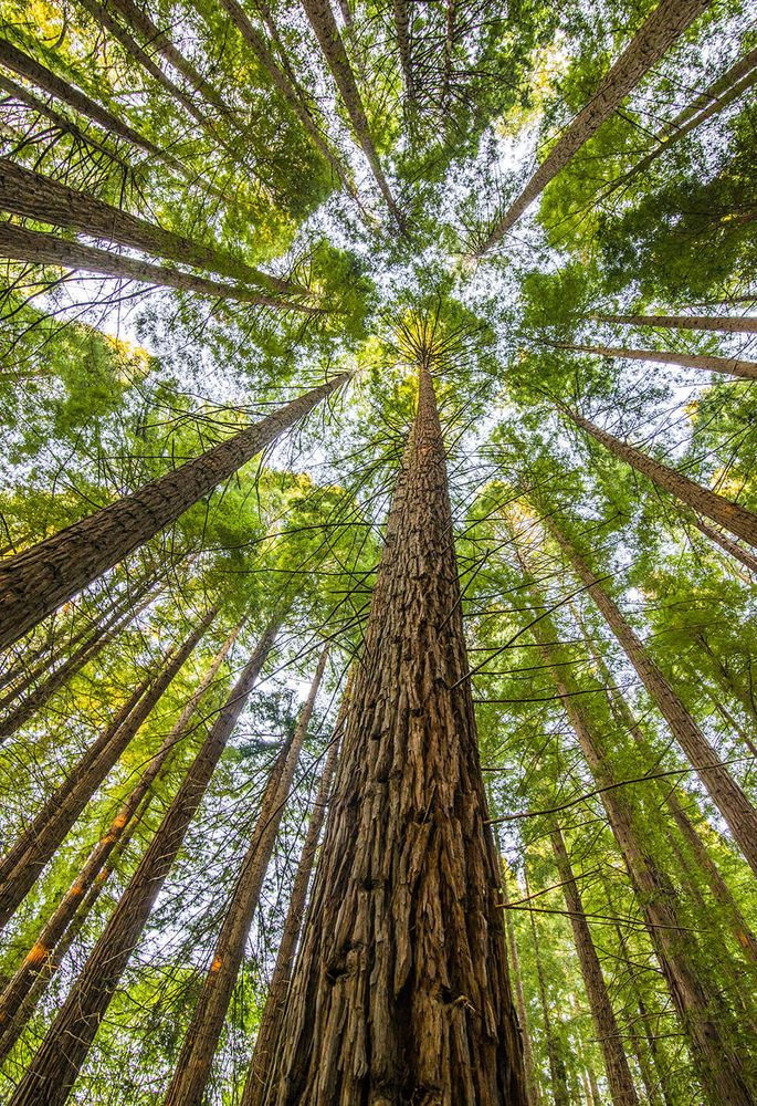 Photo of Redwood Accounting and Business Solutions