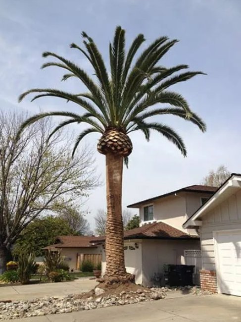 Photo of Simply Trees