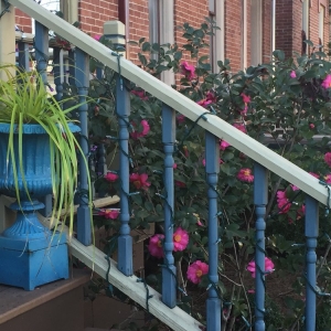 Photo of The Secret Garden