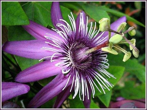Photo of Passiflora Landscape & Design