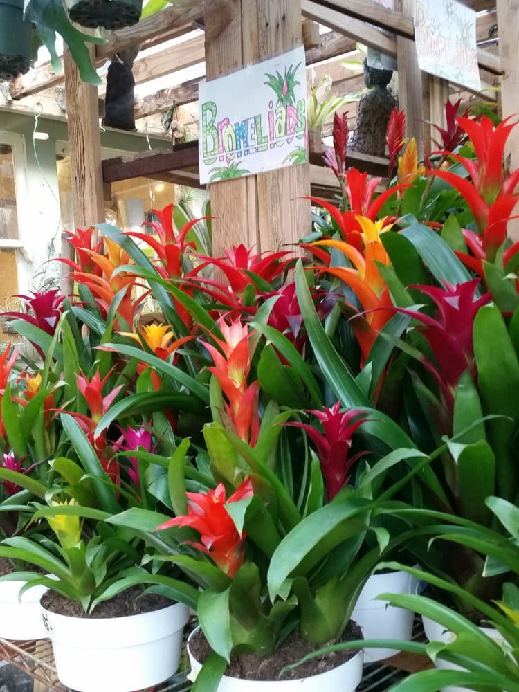 Photo of Mickey Hargitay Plants
