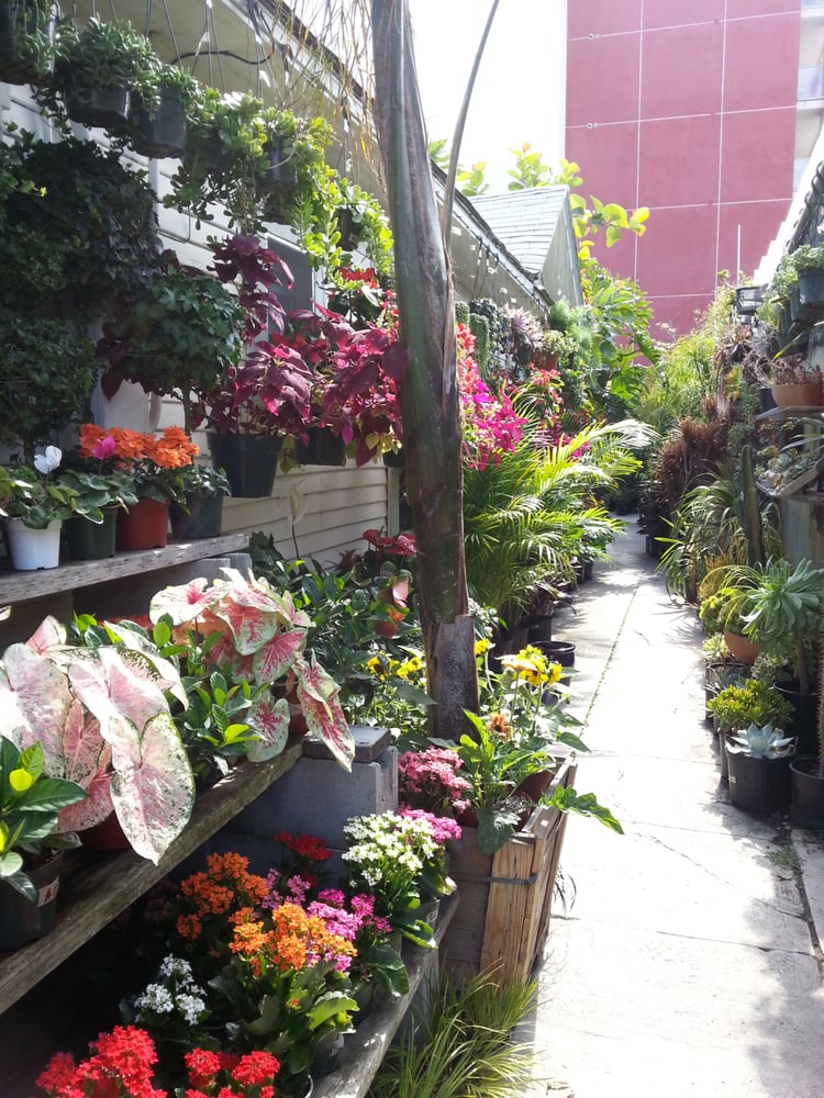 Photo of Mickey Hargitay Plants