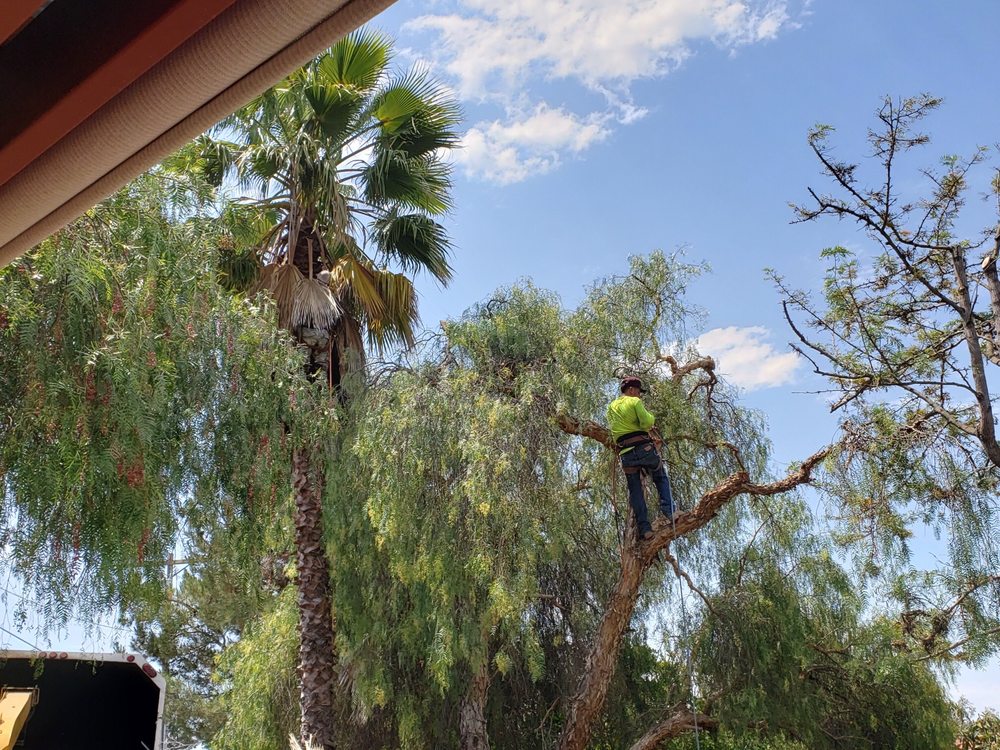 Photo of Alameda Landscaping and Tree Service