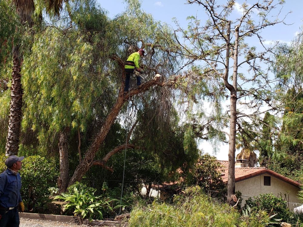 Photo of Alameda Landscaping and Tree Service