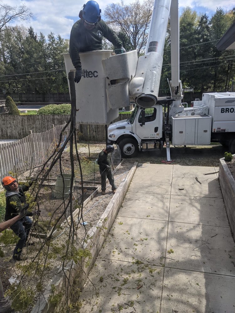 Photo of Broad Ripple Tree Service