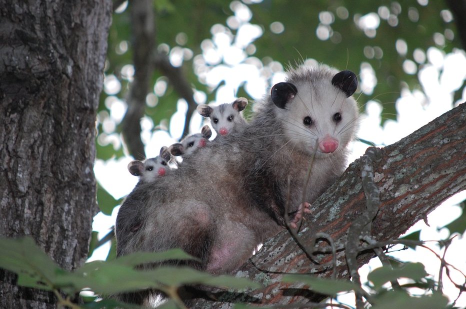 Photo of Complete Animal Removal