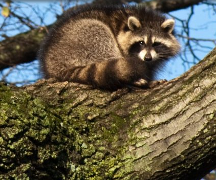 Photo of Complete Animal Removal