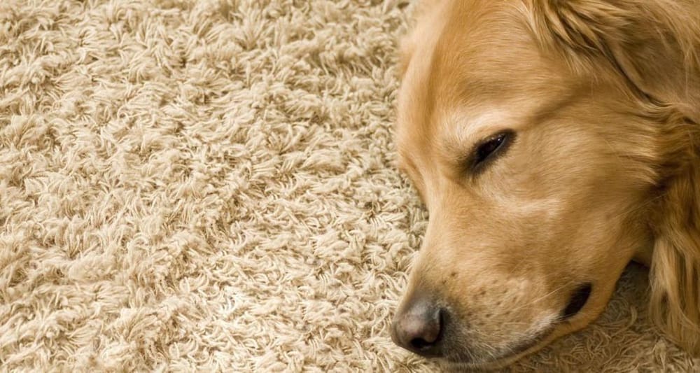 Photo of PHD Carpet Cleaning & Janitorial Services