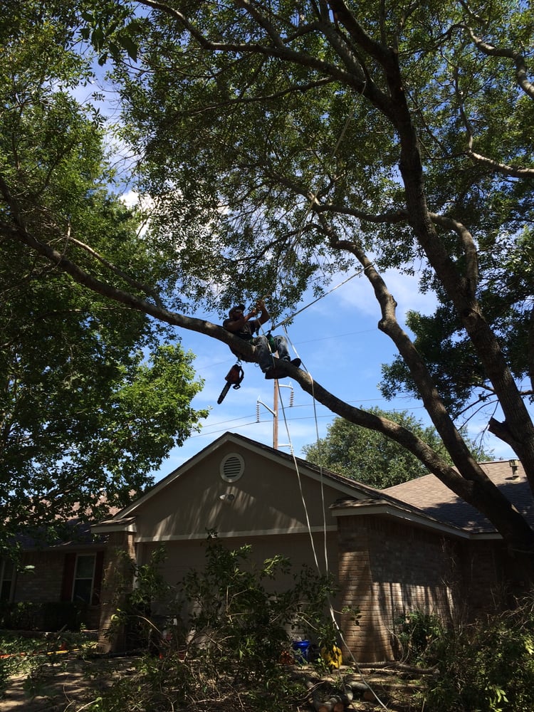 Photo of Catheys Lawn Care