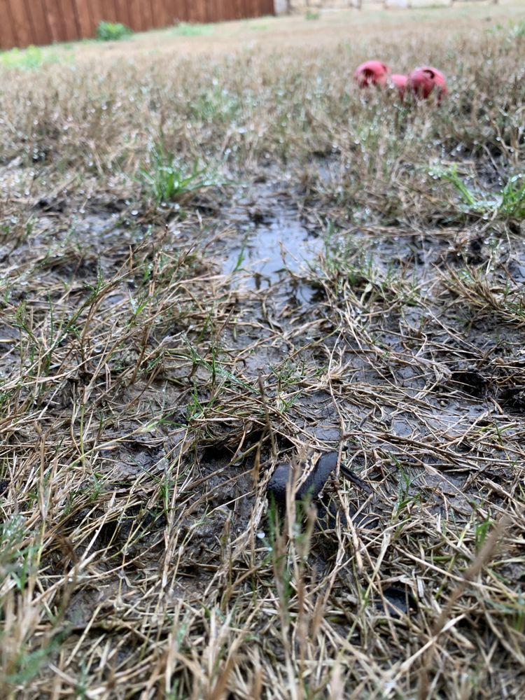 Photo of North By Northwest Lawns