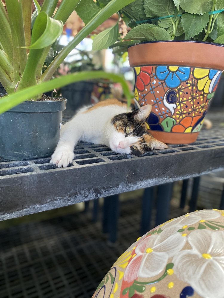 Photo of Charvet's Garden Center