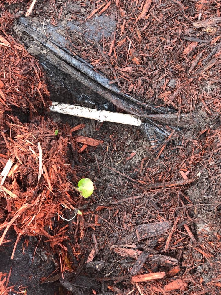 Photo of Gator Irrigation and Landscaping