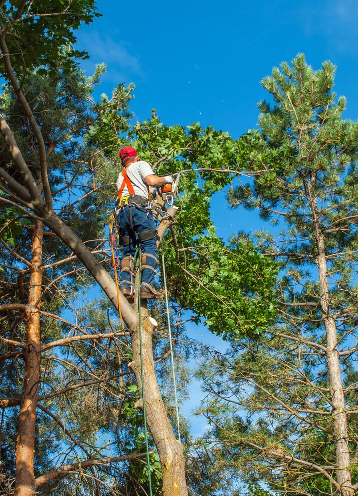 Photo of Ofilio Tree Service