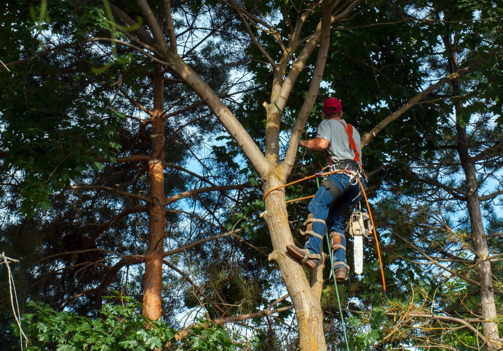 Photo of Ofilio Tree Service