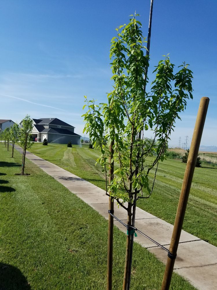 Photo of Polo Three PG's Landscaping And More