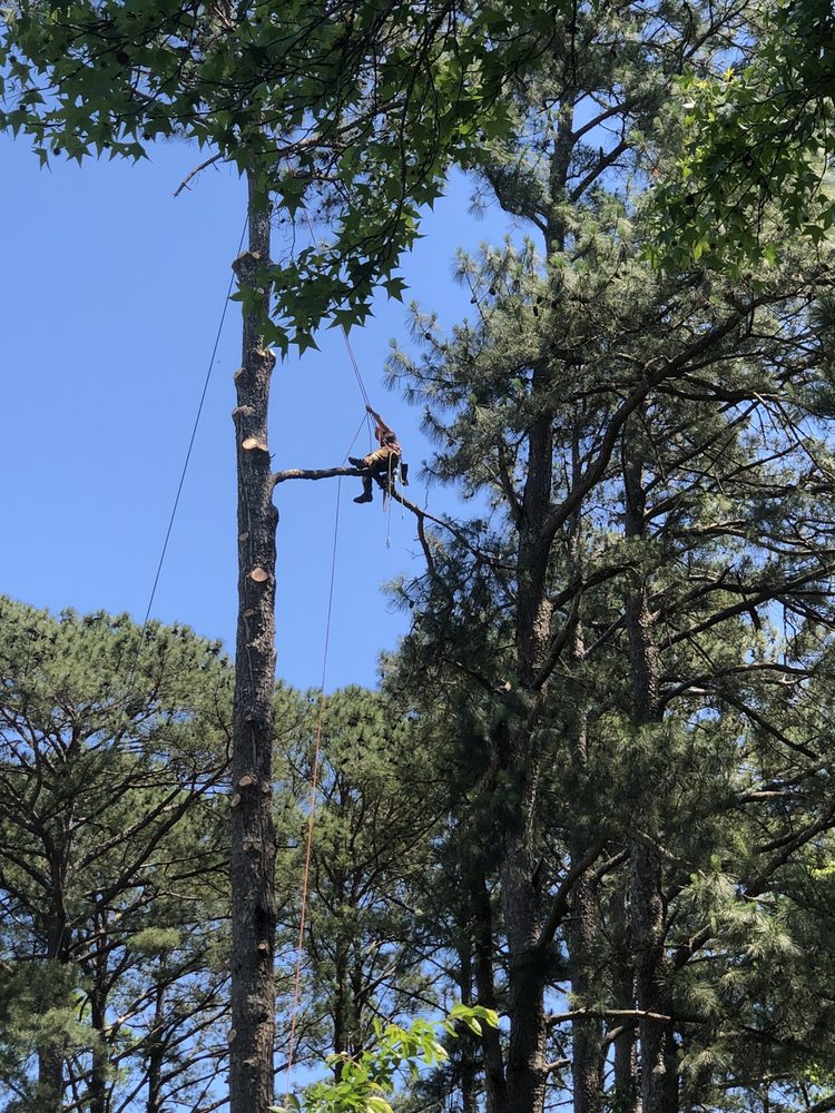 Photo of Craig's Quality Tree Service