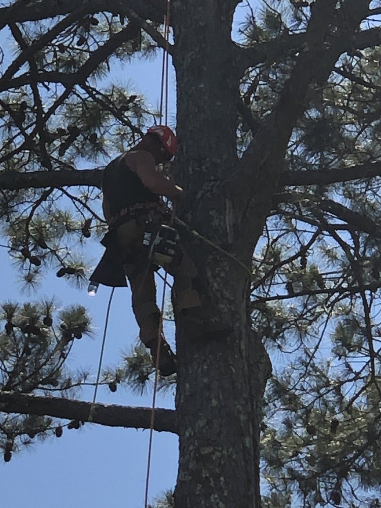 Photo of Craig's Quality Tree Service