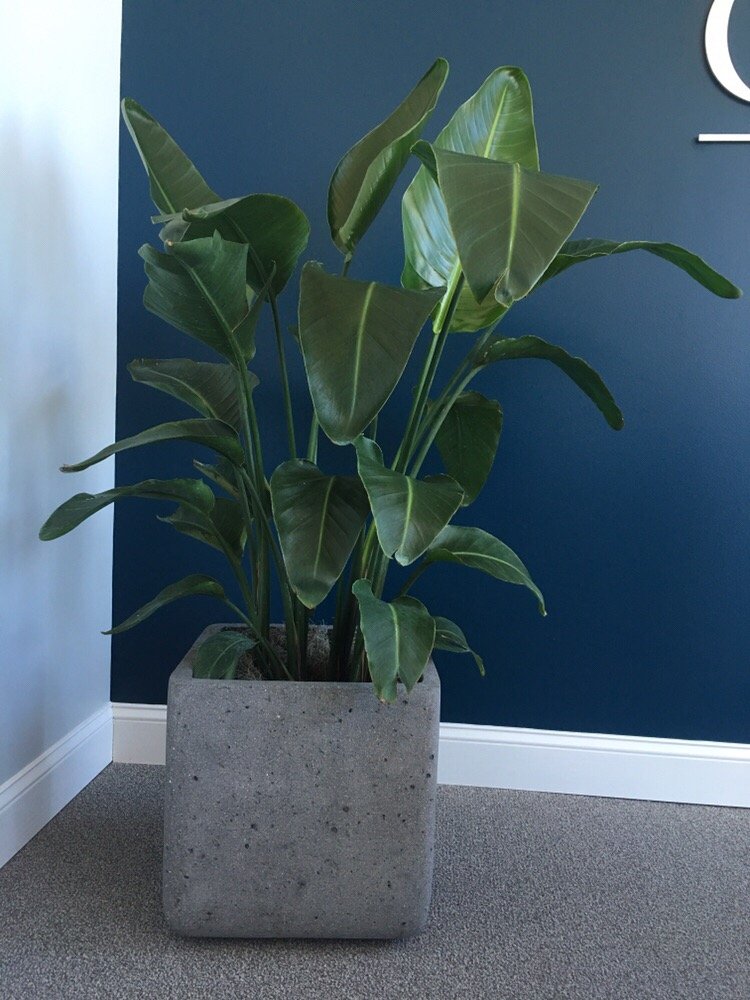 Photo of Southern Plant Designs