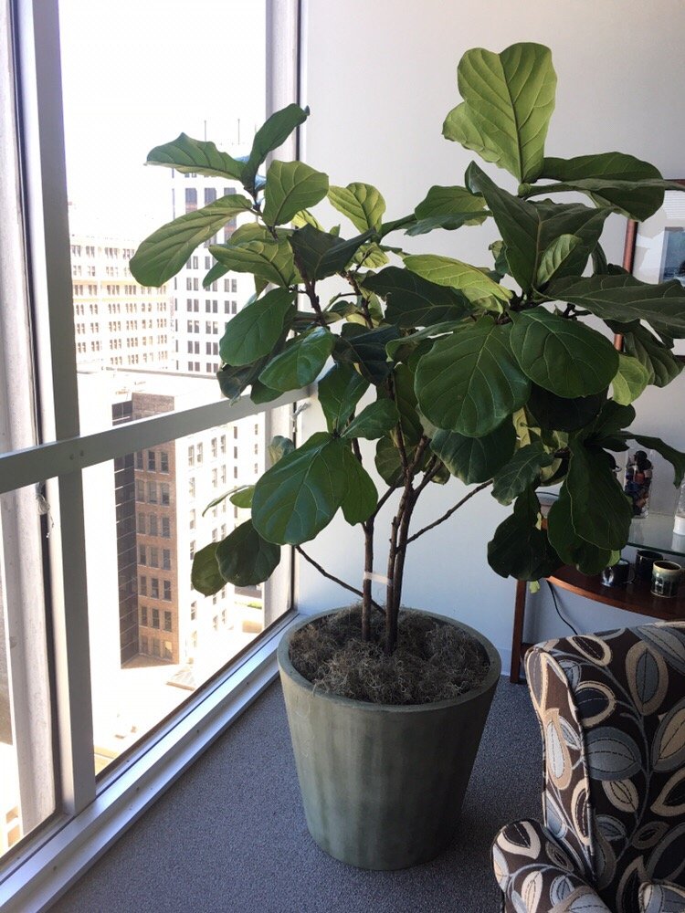 Photo of Southern Plant Designs