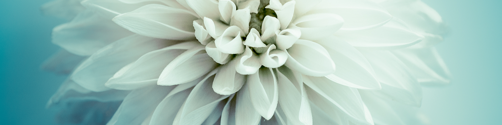 Photo of Southern Plant Designs