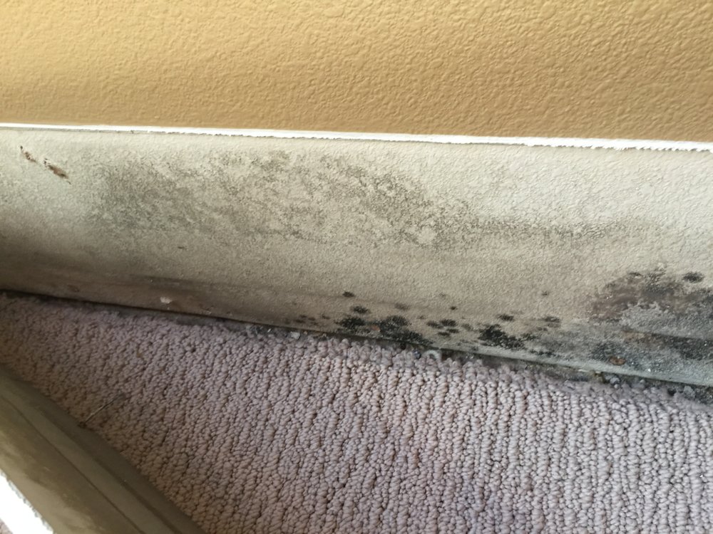Photo of Mold Eliminators