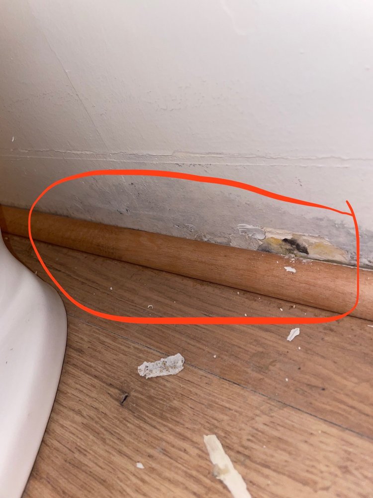 Photo of Mold Eliminators