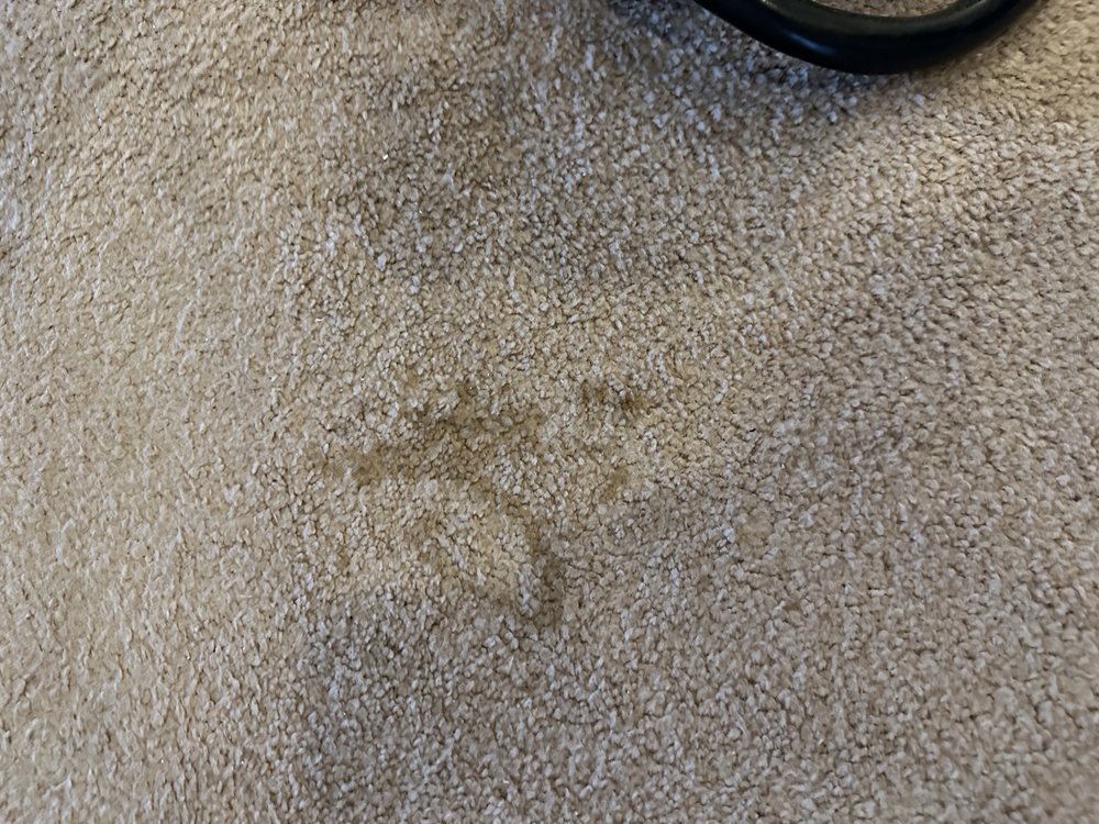 Photo of JDog Carpet Cleaning & Floor Care